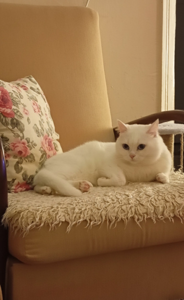 British Shorthair, Kedi  Karsu fotoğrafı