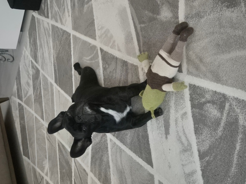 Fransız Bulldog, Köpek  LeBron James fotoğrafı