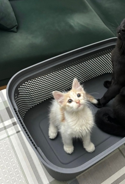 Tekir Kedi, Kedi  Pamuk fotoğrafı