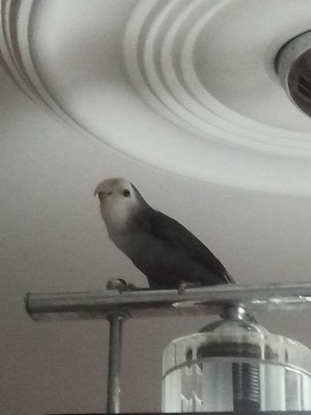 Papağan, Kuş  Duman fotoğrafı