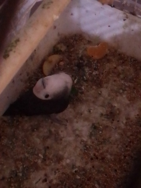 Papağan, Kuş  Duman fotoğrafı