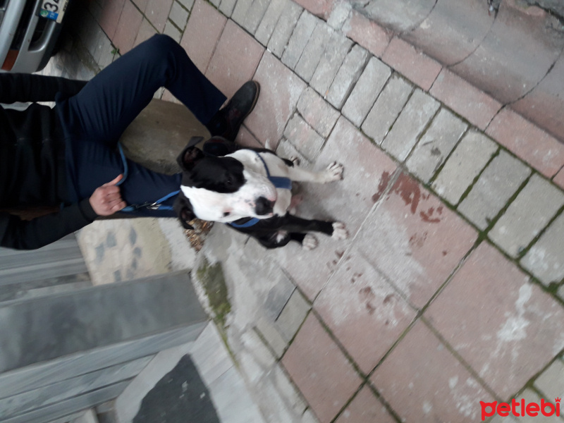 Amerikan Pitbull Terrier, Köpek  Cici fotoğrafı