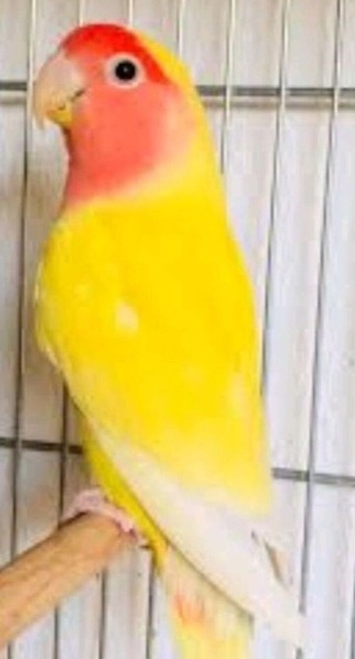 Papağan, Kuş  Limon fotoğrafı