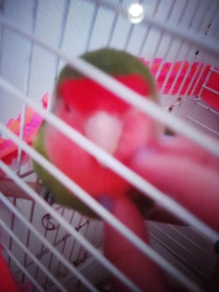 Papağan, Kuş  Sultan fotoğrafı