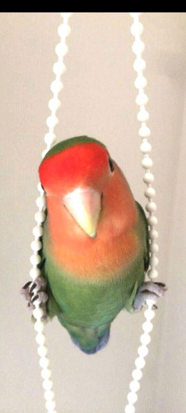 Papağan, Kuş  Sultan fotoğrafı