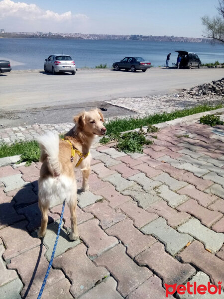 Russian Spaniel, Köpek  Cesur fotoğrafı