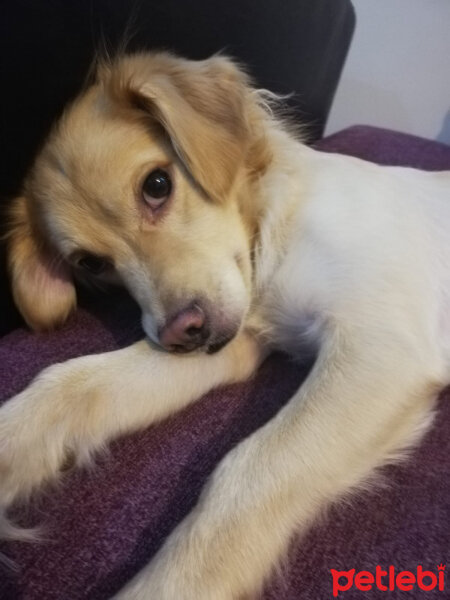 Russian Spaniel, Köpek  Cesur fotoğrafı