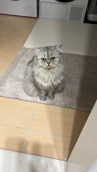 British Longhair, Kedi  Çakıl fotoğrafı