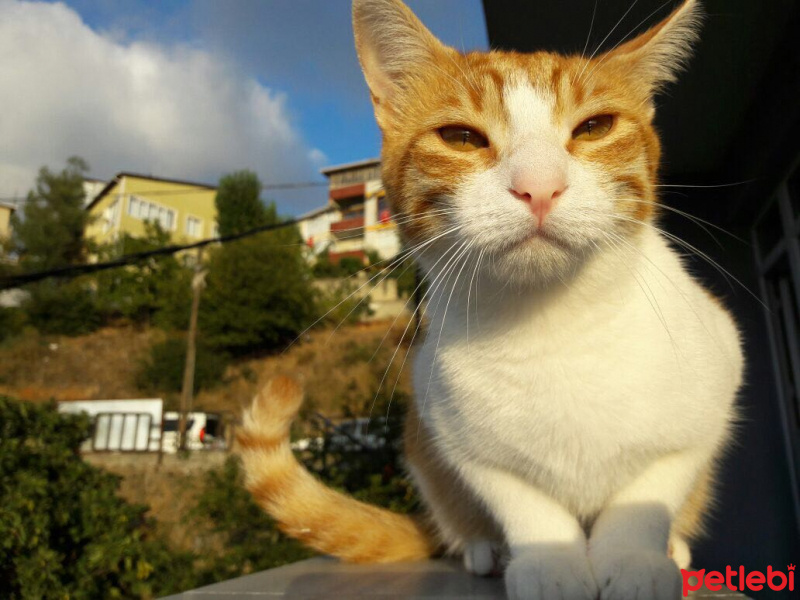 Soke, Kedi  portakal fotoğrafı