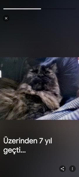 Tekir Kedi, Kedi  Pacha mama fotoğrafı