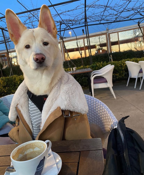 Akita İnu, Köpek  Ceku fotoğrafı