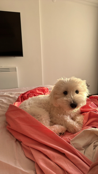 Maltese, Köpek  Venüs fotoğrafı
