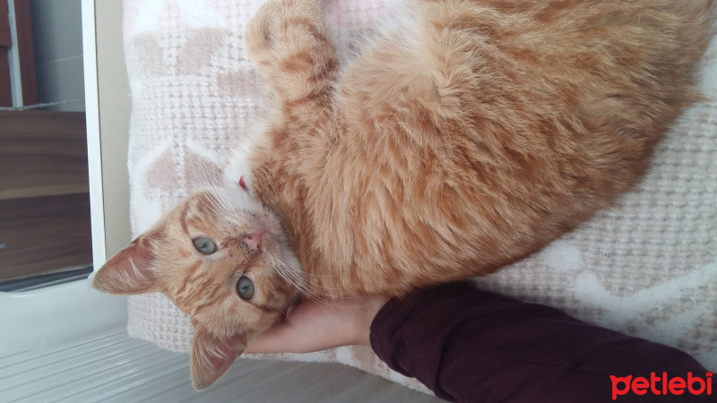 Tekir Kedi, Kedi  Şila fotoğrafı