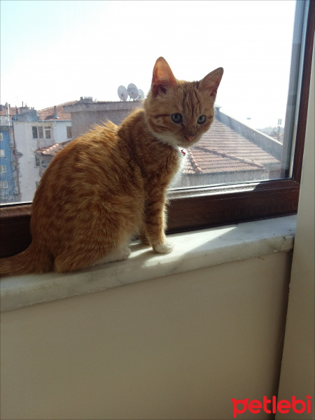 Tekir Kedi, Kedi  Şila fotoğrafı