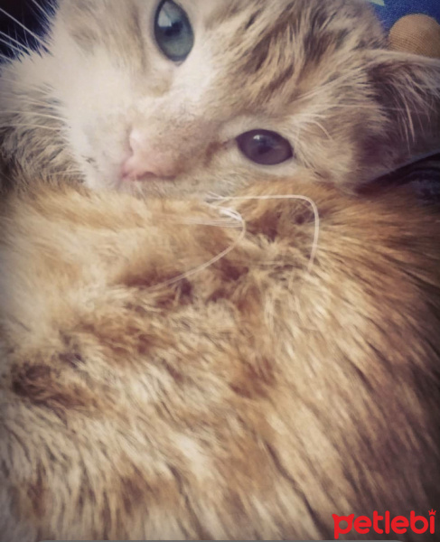 Tekir Kedi, Kedi  Şila fotoğrafı