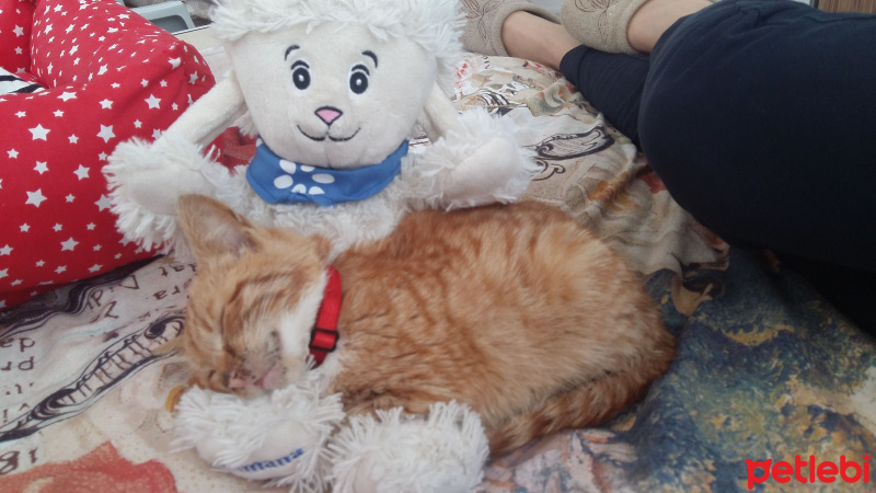 Tekir Kedi, Kedi  Şila fotoğrafı