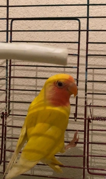 Papağan, Kuş  Şeker fotoğrafı