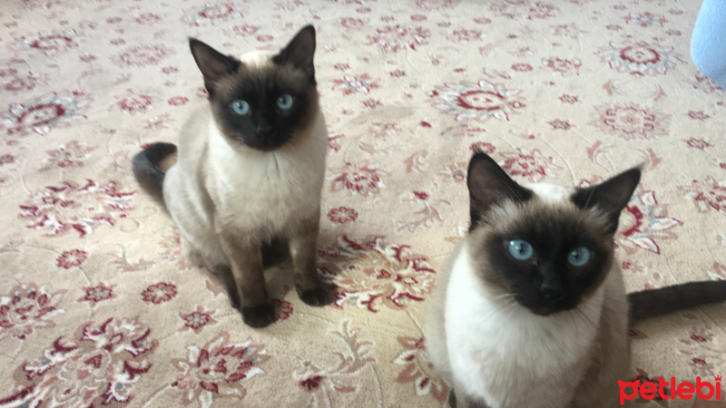Siyam Kedisi, Kedi  Rafık fotoğrafı