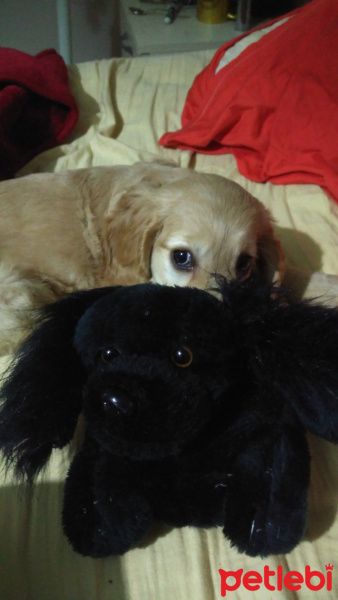 Amerikan Cocker Spaniel, Köpek  limon fotoğrafı