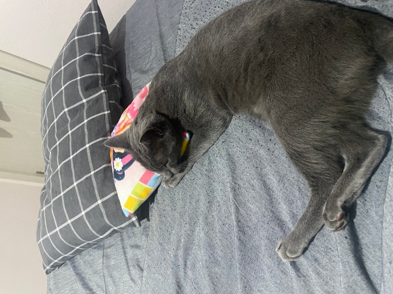 Mavi Rus, Kedi  Hera fotoğrafı