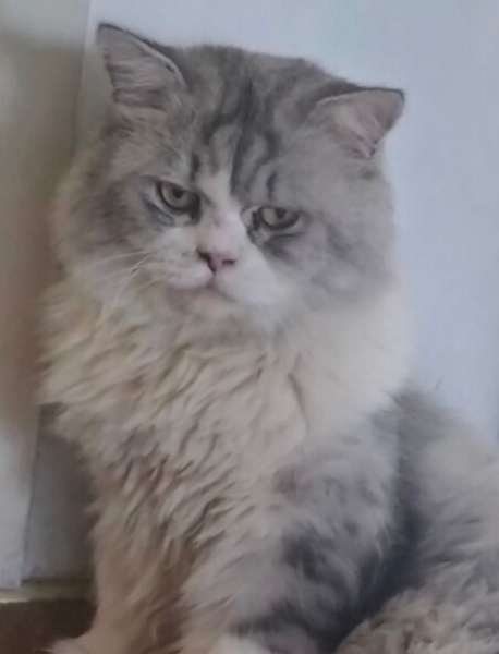 Norwegian Forest, Kedi  Suri fotoğrafı