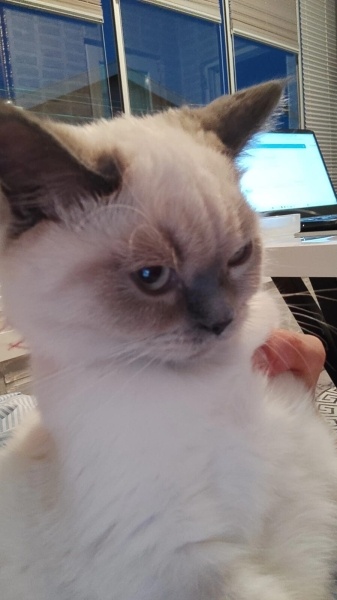British Shorthair, Kedi  sütlaç fotoğrafı