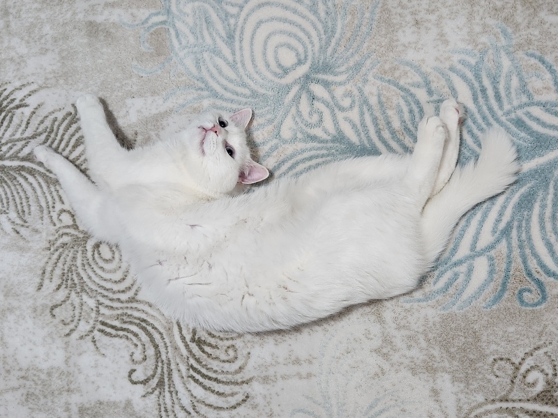 Van Kedisi, Kedi  Pilav fotoğrafı