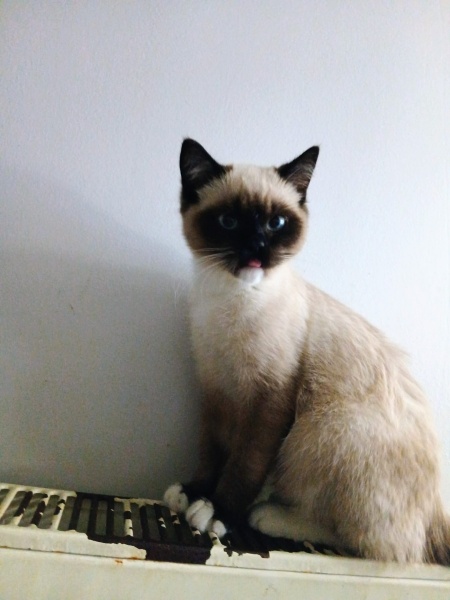 American Shorthair, Kedi  Maya fotoğrafı