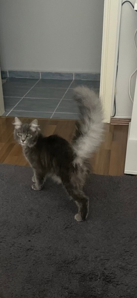 Norwegian Forest, Kedi  Ciro fotoğrafı