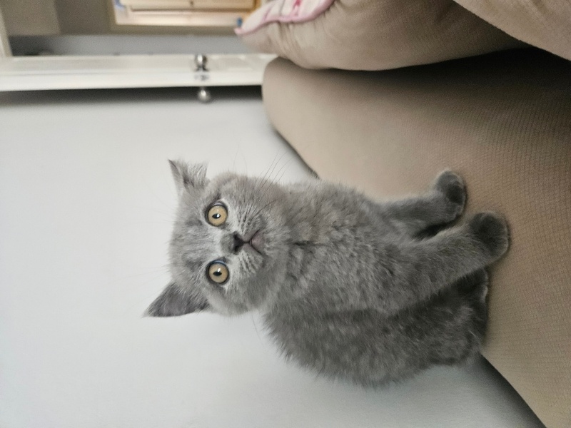 British Shorthair, Kedi  Çito fotoğrafı