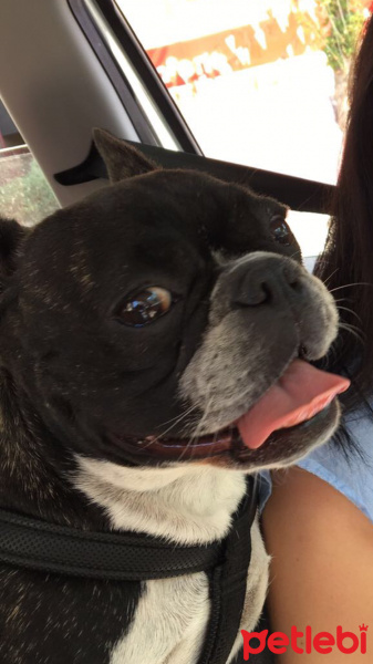 Fransız Bulldog, Köpek  Tiny fotoğrafı