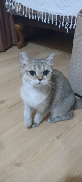 British Shorthair, Kedi  LATTE fotoğrafı