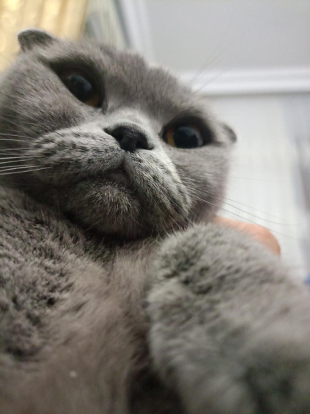 Scottish Fold, Kedi  Muhtar fotoğrafı