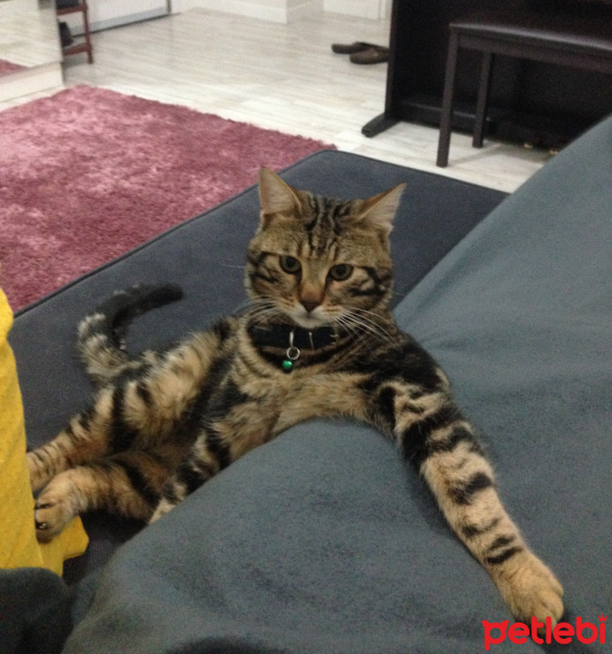 Tekir Kedi, Kedi  Behlül  fotoğrafı