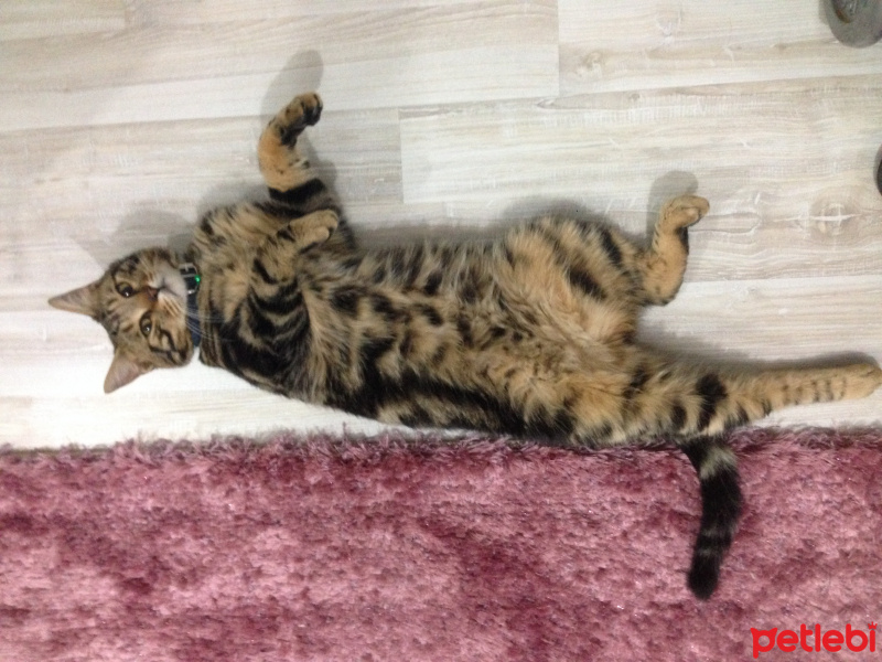 Tekir Kedi, Kedi  Behlül  fotoğrafı