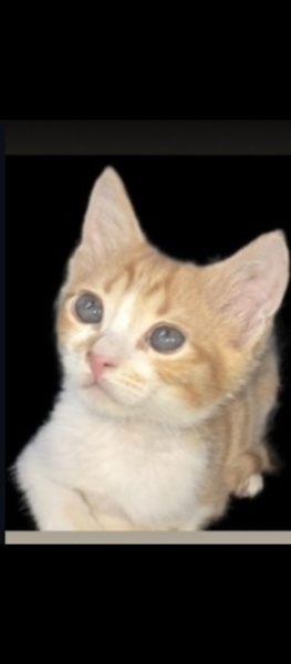 Sarman, Kedi  Lokum fotoğrafı