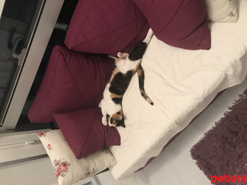 American Shorthair, Kedi  Caty fotoğrafı