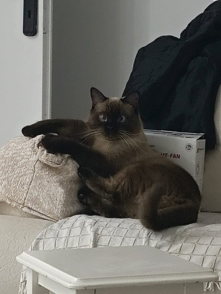 Siyam Kedisi, Kedi  Bobo fotoğrafı