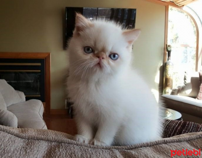 Exotic Shorthair, Kedi  Vanilya fotoğrafı