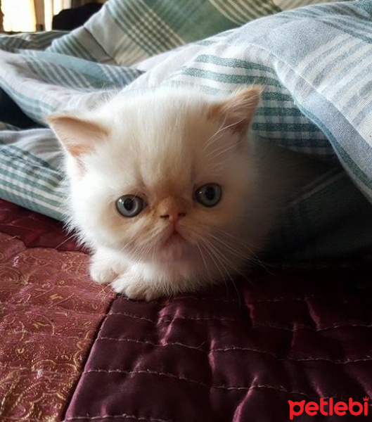 Exotic Shorthair, Kedi  Vanilya fotoğrafı