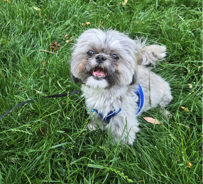 Shih Tzu, Köpek  Lucky fotoğrafı