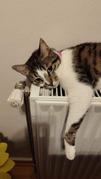 Tekir Kedi, Kedi  Badem fotoğrafı