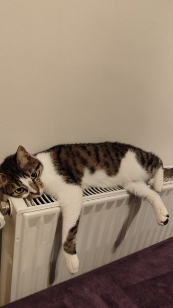 Tekir Kedi, Kedi  Badem fotoğrafı