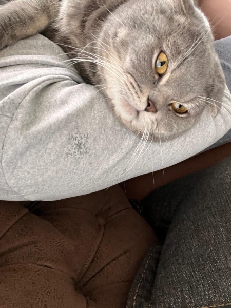 Scottish Fold, Kedi  Pandu fotoğrafı