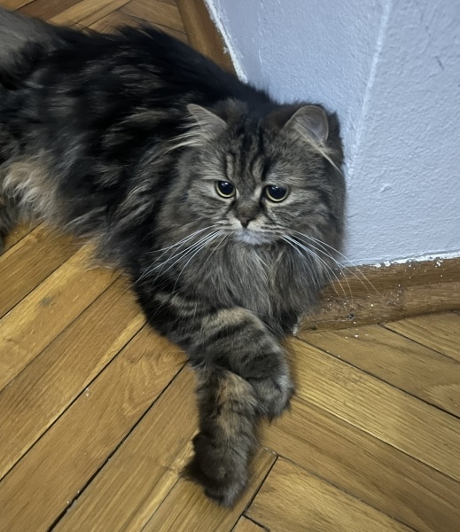 Chinchilla, Kedi  Mia fotoğrafı