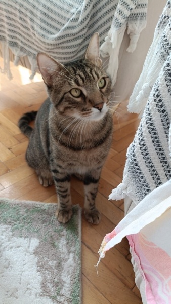 Tekir Kedi, Kedi  Lucky fotoğrafı