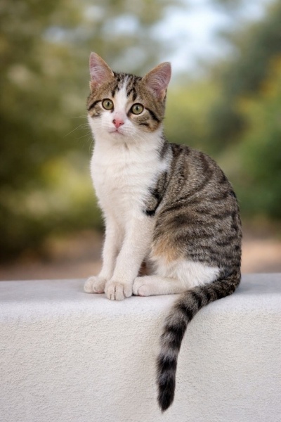 Tekir Kedi, Kedi  papyon fotoğrafı