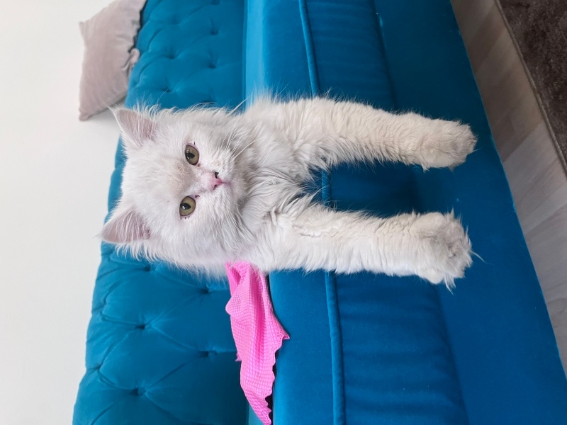 İran Kedisi (Persian), Kedi  Efe fotoğrafı