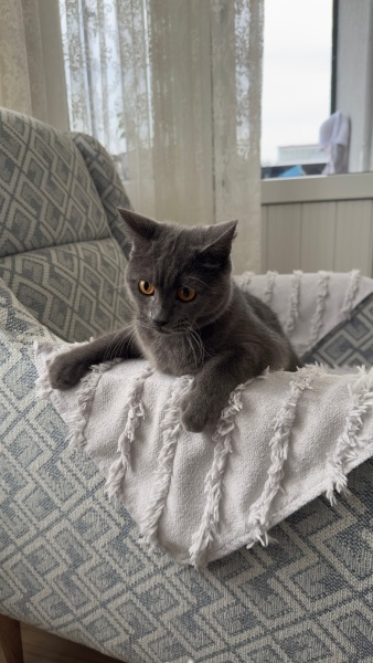 British Shorthair, Kedi  Luna fotoğrafı