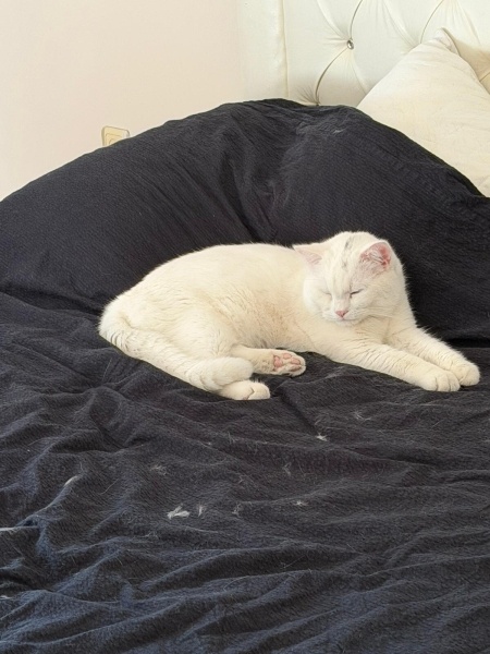 British Longhair, Kedi  Beyaz fotoğrafı